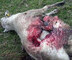 El incremento de los ataques de los lobos en Asturias desata la preocupación ganadera